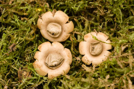 Open white Earthstar mushrooms, Geastrum, Geastraceaeの写真素材