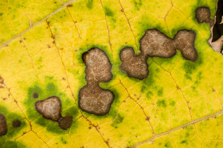 Decaying spots on yellow and green dead leaf in Autumnの写真素材