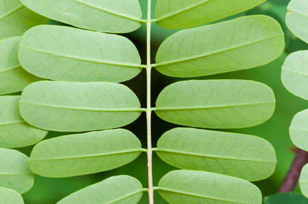 Detail of opposite organization of oval leaves