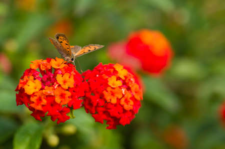 Butterfly on red lantana flowers in Springの写真素材