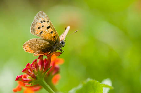 Butterfly on red lantana flowers in Springの写真素材