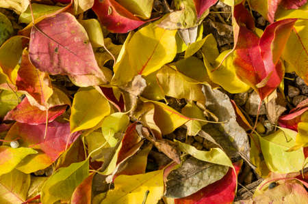 Fallen dead leaves of many colors in Autumn