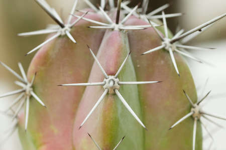 Detail of the sharp thorns of a cactus plantの写真素材