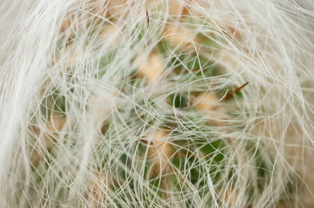 Oreocereus celsianus, old man of the mountain is a plant member of the family Cactaceaeの写真素材