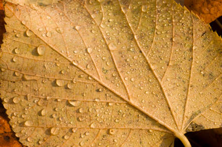 Dew drops on brown leaves fallen on groundの写真素材
