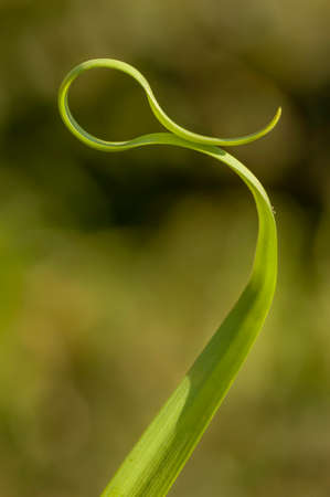 Blade of grass with artistic curvesの写真素材