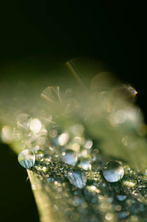 Dew drops on blade of green grass