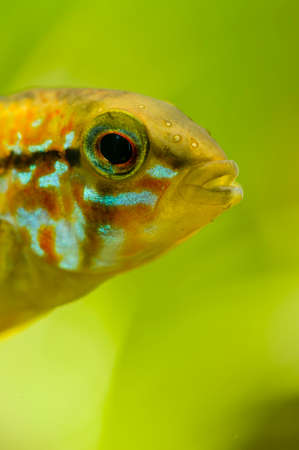 Detail of head of Apistogramma tropical male fishの写真素材