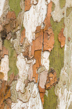Detail of bark in plane tree, Platanus acerifoliaの写真素材