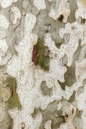Detail of bark in plane tree, Platanus acerifolia