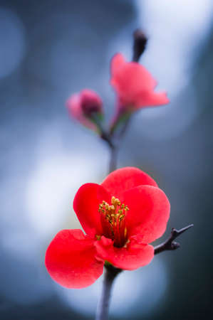 Red flowers of ornamental cherry tree in full bloomの写真素材