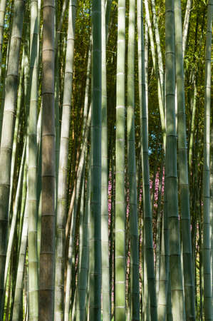 Green bamboo forest in Summer timeの写真素材