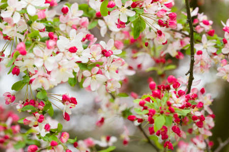 Cherry blossom flowers in full bloom in Spring