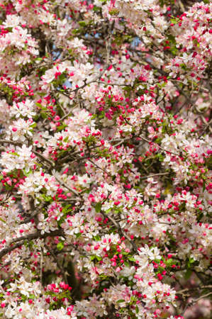 Cherry blossom flowers in full bloom in Springの写真素材