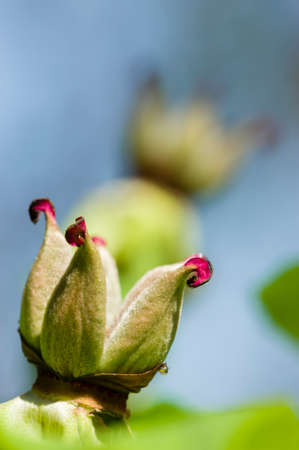 Peony flower details in full Spring bloomの写真素材