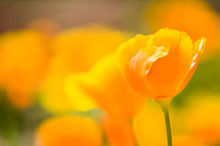 California golden poppies under the sunの写真素材