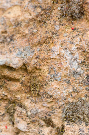 Small grasshopper in camouflage with a rock textureの写真素材