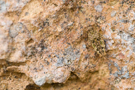 Small grasshopper in camouflage with a rock textureの写真素材