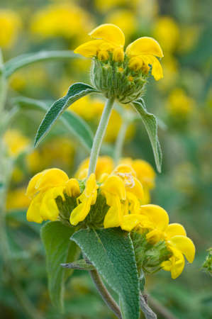Ornamental sage yellow flowers in full bloomの写真素材