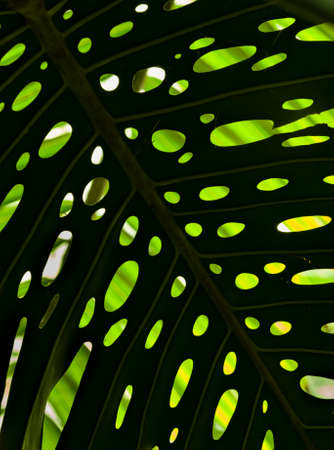 Detail of perforated leaf of Monstera deliciosa plantの写真素材