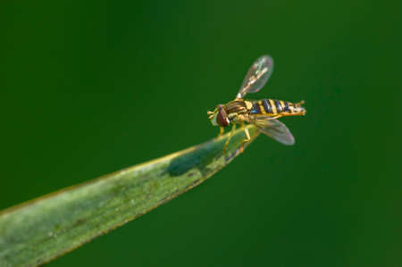 Sirphyd fly perched on tip of grass bladeの写真素材