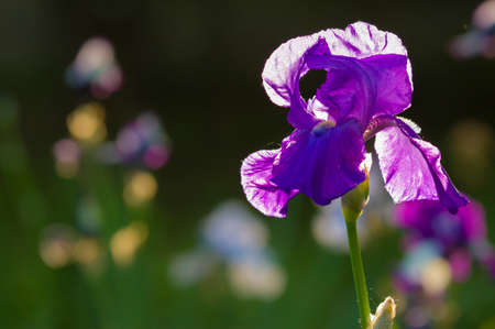 Detail of Iris flower in full Spring bloomの写真素材