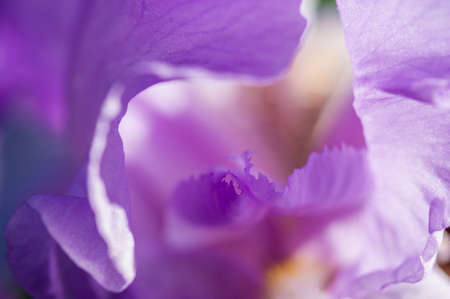 Detail of Iris flower in full Spring bloomの写真素材