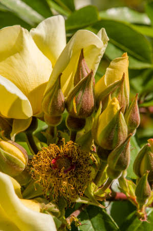 Rose flowers and buds in full bloom in Mayの写真素材