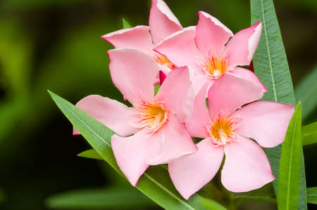 Nerium oleander, evergreen shrub or small tree in the dogbane family Apocynaceae, toxic in all its parts.の写真素材