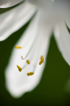 White Allium ornamental flower detail of petals, pistils and stamen