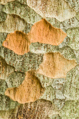 Zelkova tree bark detail, genus of deciduous plant, of elm family Ulmaceae.