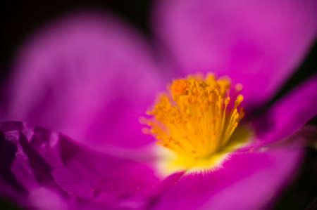 Rock rose purple flower detail with yellow stamen and pistilsの写真素材