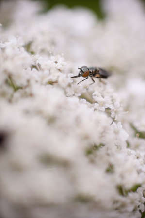 Fly eating nectar from tiny white flowersの写真素材