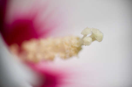 Ibiscus flower detail of stamen carrying pollenの写真素材