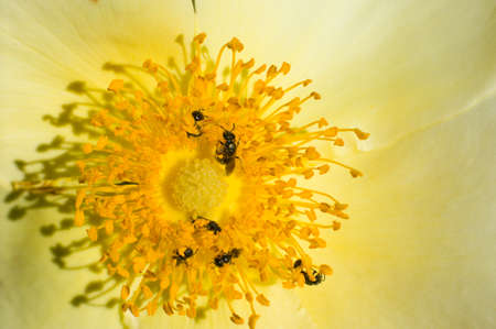Insects among pistils and stamens eating pollen and nectar on a yellow roseの写真素材