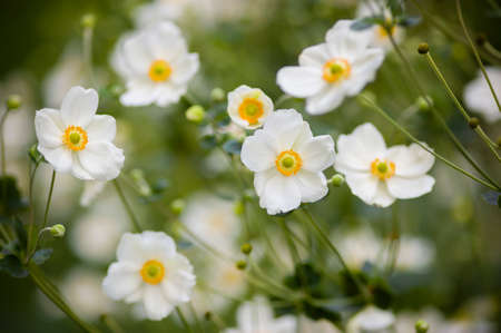 Ornamental white flowers with green and yellow pistils and stamenの写真素材