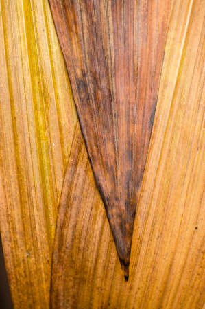 Leaves of orchid Bletilla striata in Autumnの写真素材