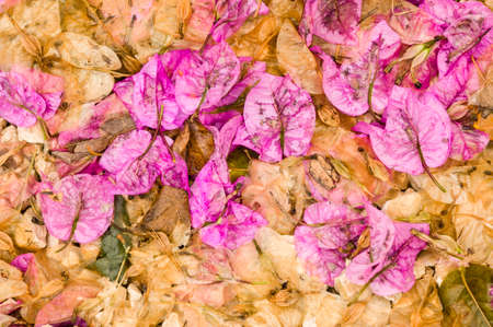 Fallen leaves and flowers of Bouganvillea plantの写真素材