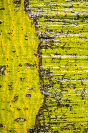 Chinese parasol tree. Firmiana simplex, trunk detailの写真素材