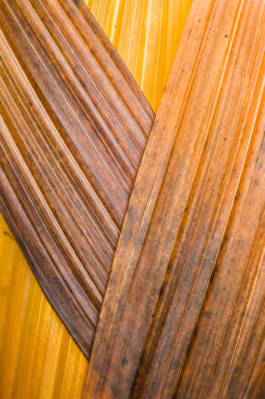 Leaves of orchid Bletilla striata in Autumnの写真素材