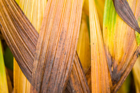Leaves of orchid Bletilla striata in Autumnの写真素材