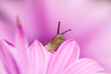 Ground snail crawling among pink petals of daisy.の写真素材