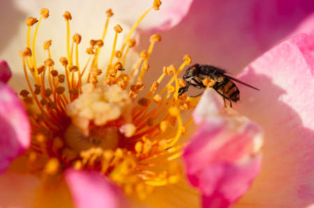 Fly collecting pollen on colorful roses close upの写真素材