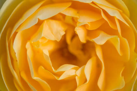 Colorful roses close up in full bloomの写真素材