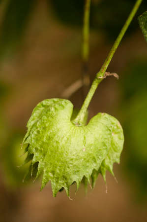 Green Cotton pod close up ready to openの写真素材