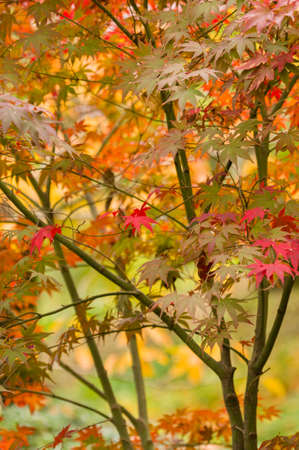 Maple tree leaves in Autumn, Acer palmatum
