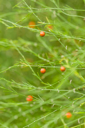 Red and orange berries on a thin leaf green bushの写真素材