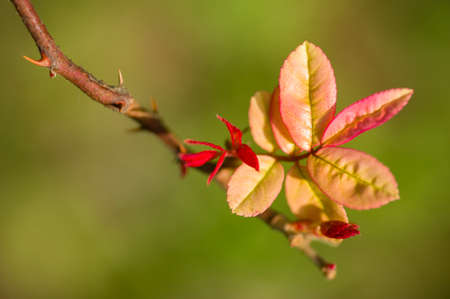 Red leaf buds of ornamental rose plantsの写真素材