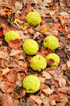 Maclura pomifera tree fruits on ground, commonly called Osage orange, hedge apple, horse apple,...