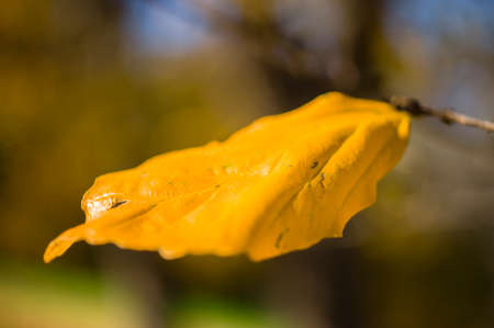Detail of yellow autumnal tree leaf of Parrotia persica